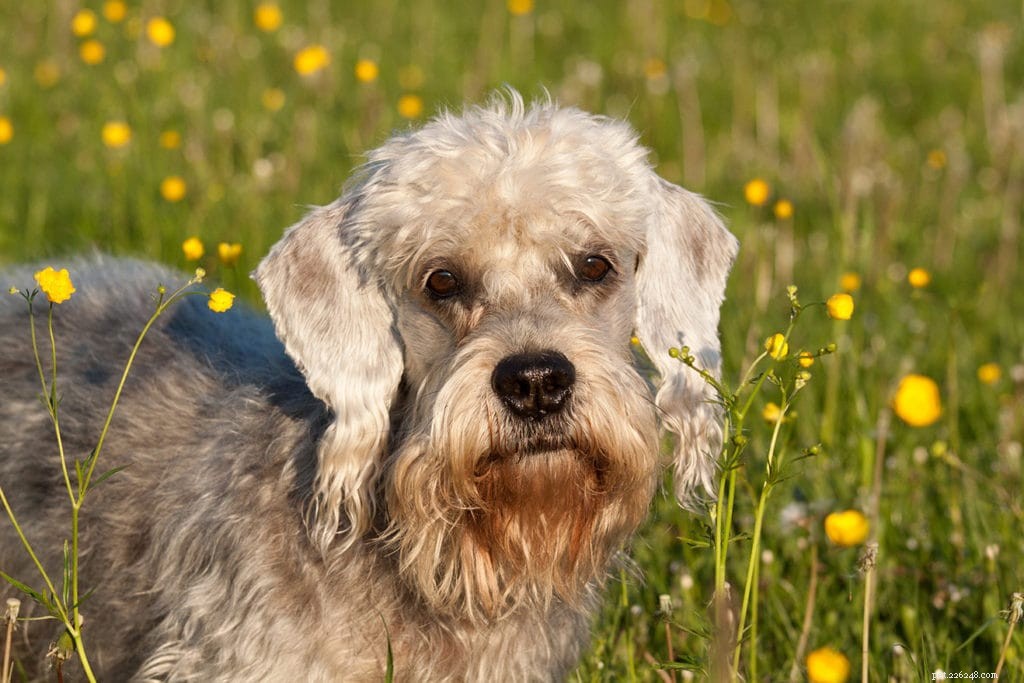 Discover 15 Classic Scottish Dog Breeds