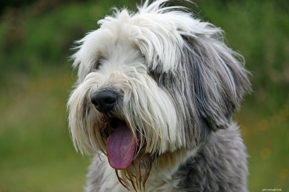 Discover 15 Classic Scottish Dog Breeds