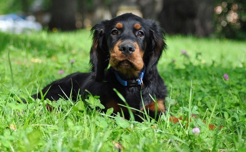 Discover 15 Classic Scottish Dog Breeds