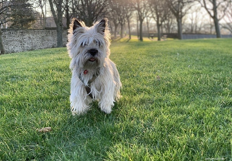 Discover 15 Classic Scottish Dog Breeds
