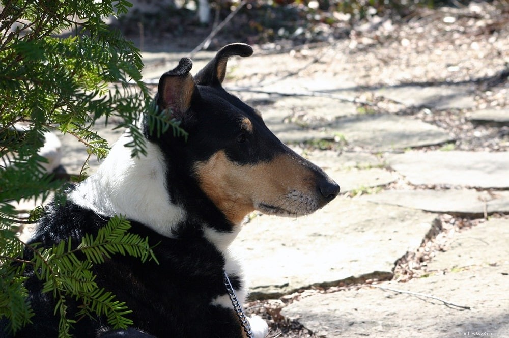 Discover 15 Classic Scottish Dog Breeds