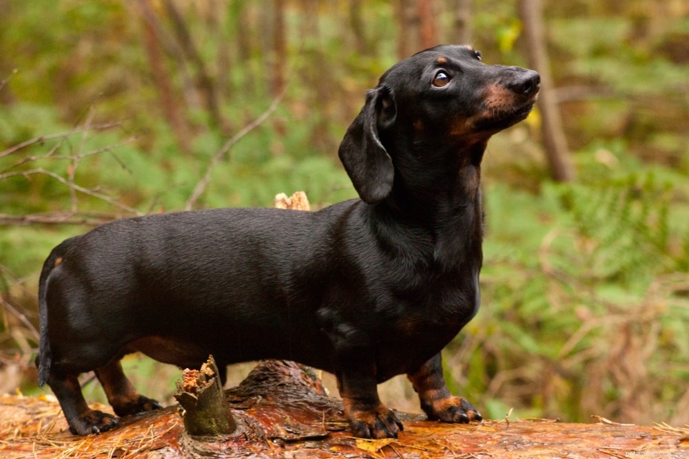25 Budget-Friendly Dog Breeds That Won t Break the Bank