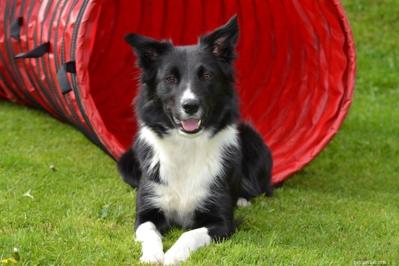 25 Budget-Friendly Dog Breeds That Won t Break the Bank