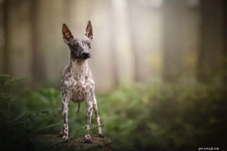 25 Budget-Friendly Dog Breeds That Won t Break the Bank