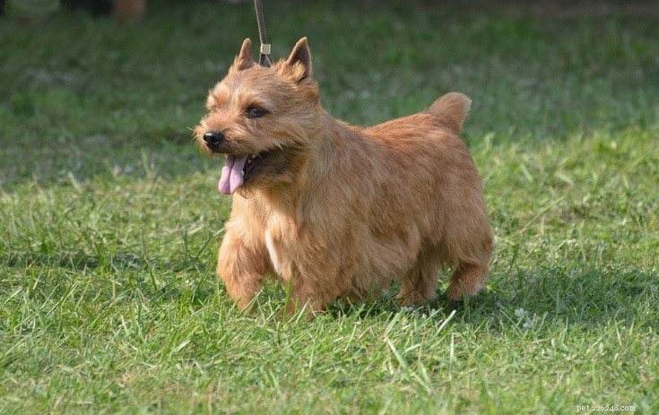 25 Budget-Friendly Dog Breeds That Won t Break the Bank