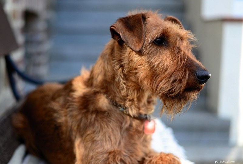 25 Budget-Friendly Dog Breeds That Won t Break the Bank