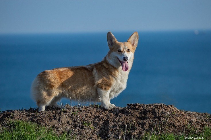 25 Budget-Friendly Dog Breeds That Won t Break the Bank