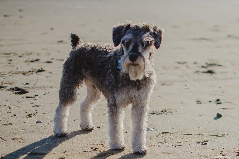 25 Budget-Friendly Dog Breeds That Won t Break the Bank