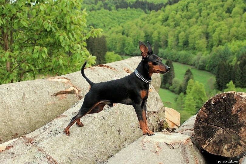 25 Budget-Friendly Dog Breeds That Won t Break the Bank