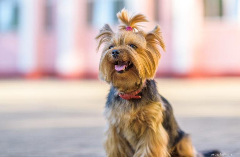 25 Budget-Friendly Dog Breeds That Won t Break the Bank