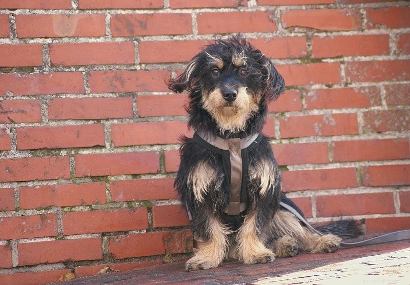 25 Budget-Friendly Dog Breeds That Won t Break the Bank