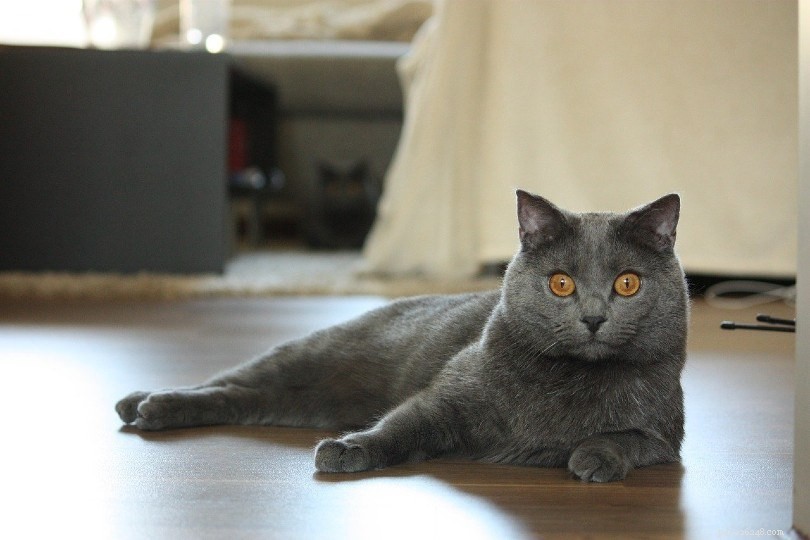 11 Cat Breeds That Behave Like Dogs—Friendly, Loyal, and Trainable