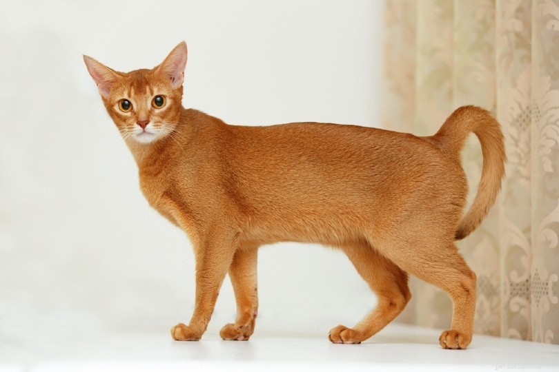 11 Cat Breeds That Behave Like Dogs—Friendly, Loyal, and Trainable