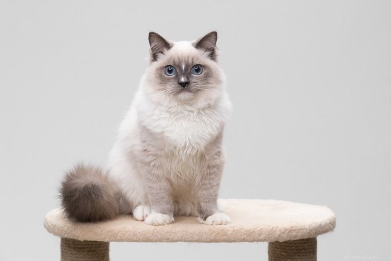 11 Cat Breeds That Behave Like Dogs—Friendly, Loyal, and Trainable