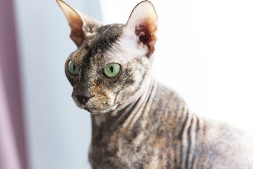 11 Cat Breeds That Behave Like Dogs—Friendly, Loyal, and Trainable