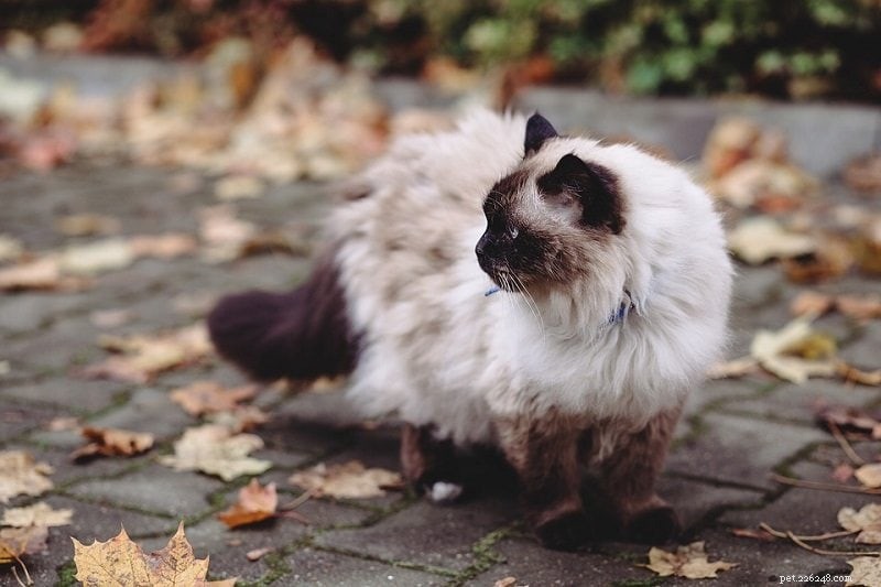 11 Cat Breeds That Behave Like Dogs—Friendly, Loyal, and Trainable