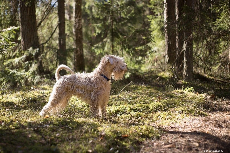 16 Legendary Military Dog Breeds: History, Traits & Modern Roles