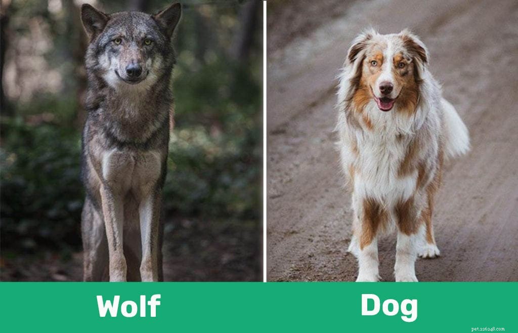 Wolf vs. Dog: Key Differences Explained