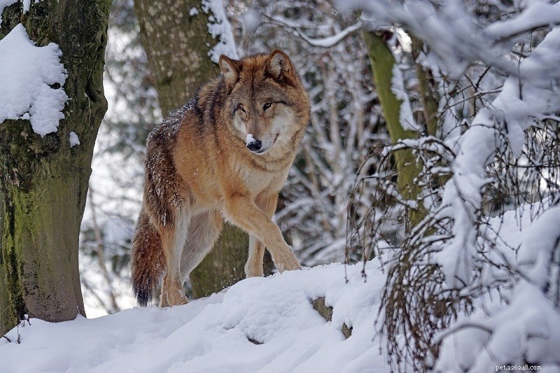 Wolf vs. Dog: Key Differences Explained