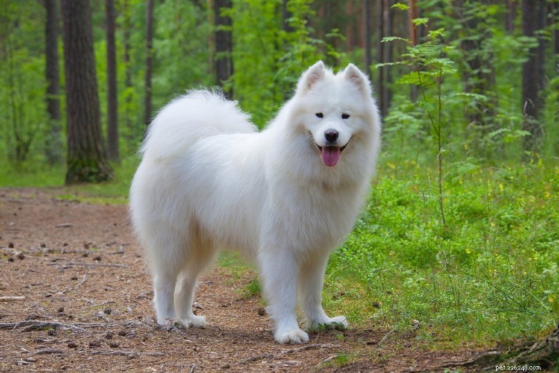 Wolf vs. Dog: Key Differences Explained