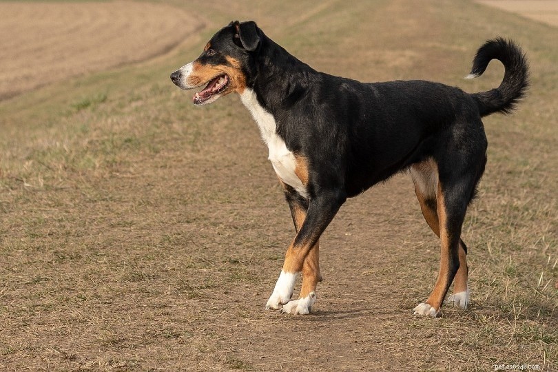 Explore 8 Distinct Swiss Dog Breeds: Origins, Traits, and Characteristics