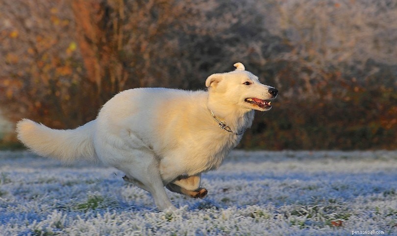 Explore 8 Distinct Swiss Dog Breeds: Origins, Traits, and Characteristics
