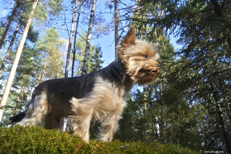 Discover 6 Popular Yorkshire Terrier Breeds – With Photos