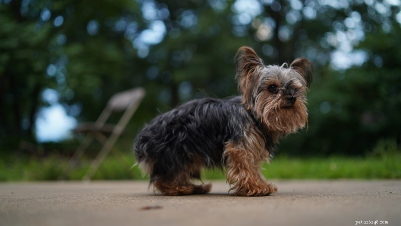 Discover 6 Popular Yorkshire Terrier Breeds – With Photos