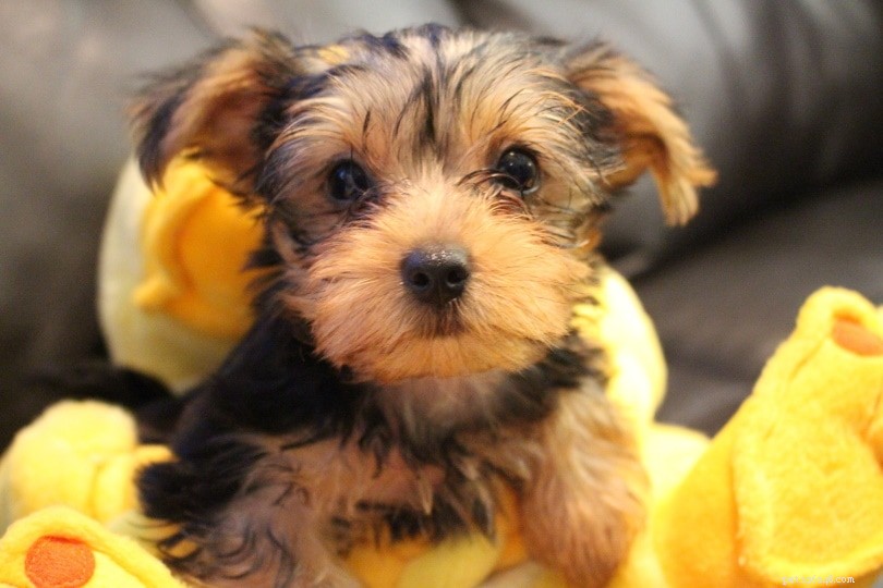 Discover 6 Popular Yorkshire Terrier Breeds – With Photos