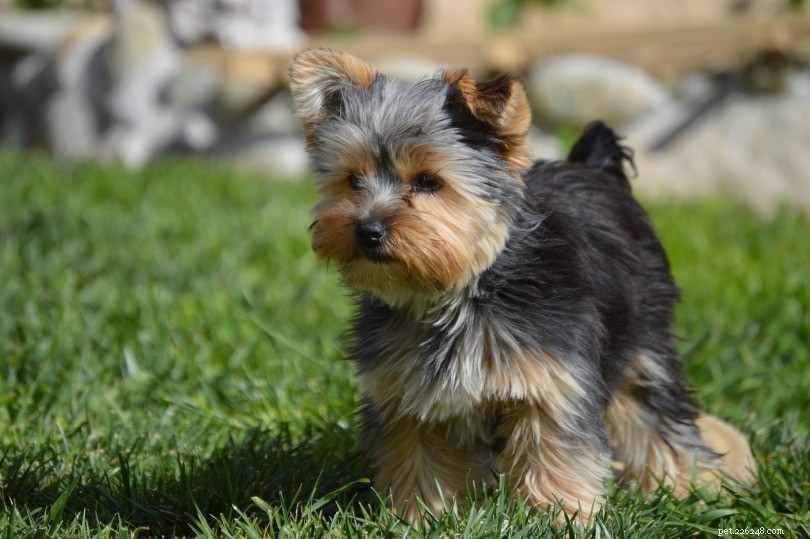 Discover 6 Popular Yorkshire Terrier Breeds – With Photos