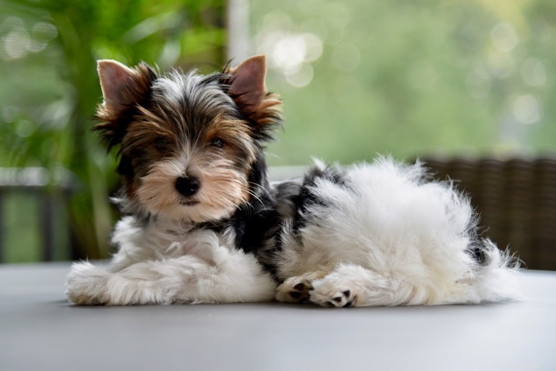 Discover 6 Popular Yorkshire Terrier Breeds – With Photos