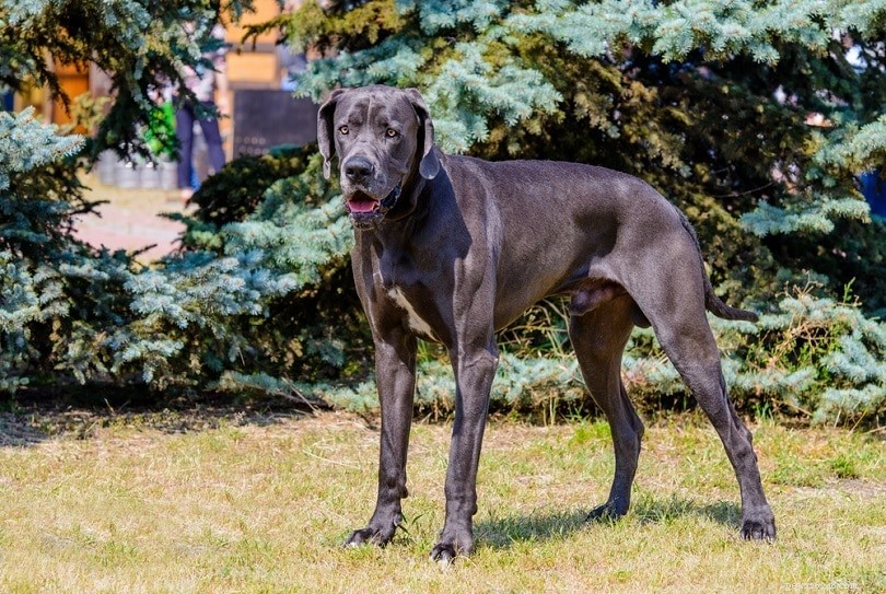 Top 20 Short‑Haired Dog Breeds: Low‑Maintenance, All Sizes