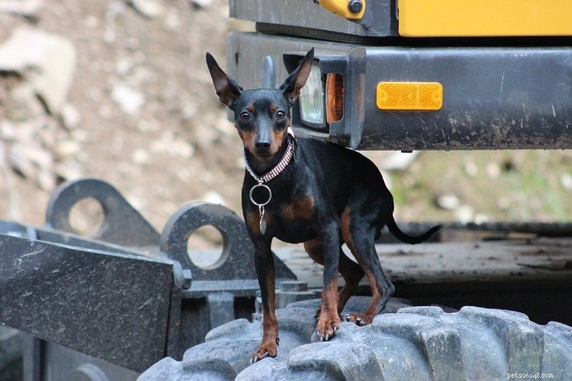 Top 20 Short‑Haired Dog Breeds: Low‑Maintenance, All Sizes