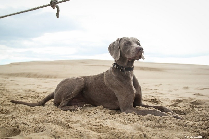Top 20 Short‑Haired Dog Breeds: Low‑Maintenance, All Sizes