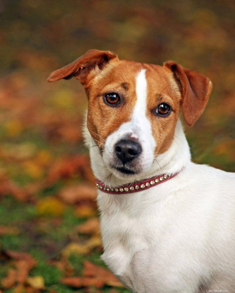 Top 20 Short‑Haired Dog Breeds: Low‑Maintenance, All Sizes