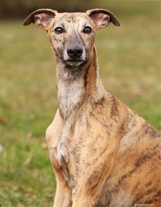 Top 20 Short‑Haired Dog Breeds: Low‑Maintenance, All Sizes