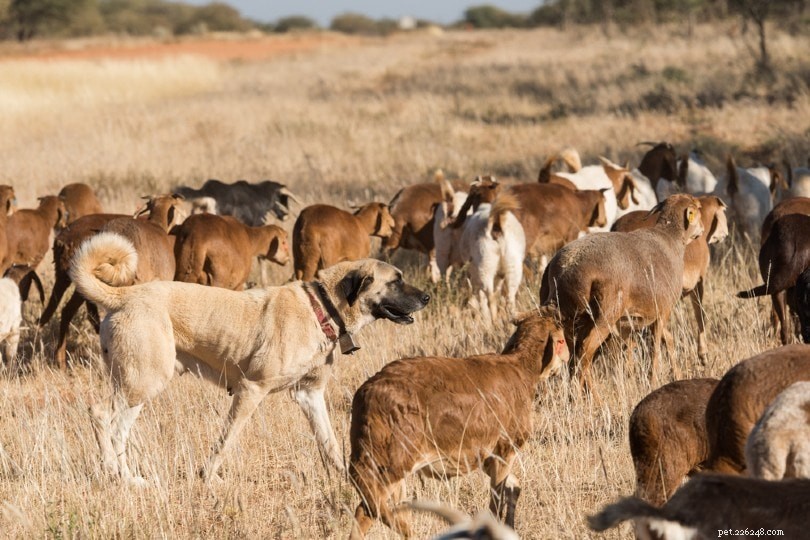12 Top Livestock Guardian Dog Breeds to Protect Your Herd