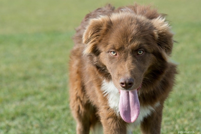 12 Top Livestock Guardian Dog Breeds to Protect Your Herd