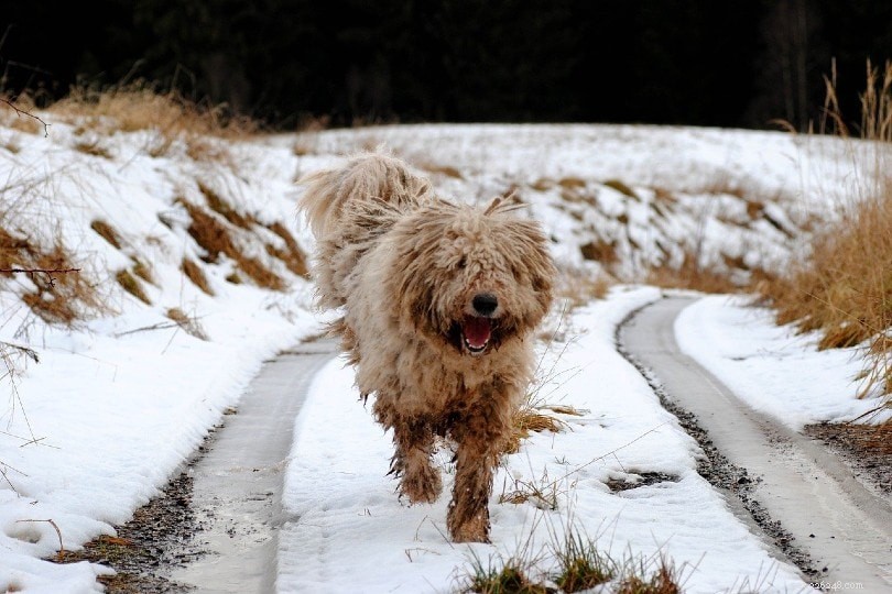 12 Top Livestock Guardian Dog Breeds to Protect Your Herd