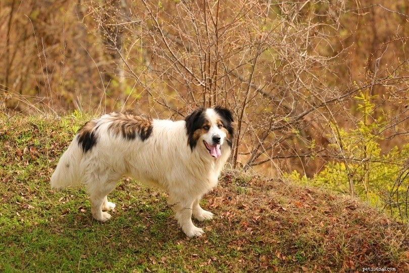 12 Top Livestock Guardian Dog Breeds to Protect Your Herd