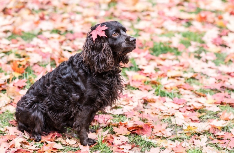 Top 15 Water‑Loving Dog Breeds for Swimming Enthusiasts