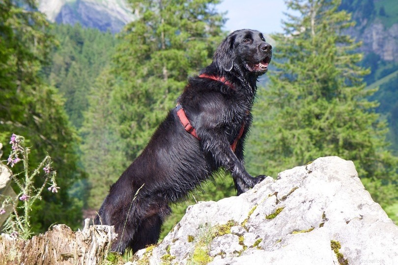 Top 15 Water‑Loving Dog Breeds for Swimming Enthusiasts