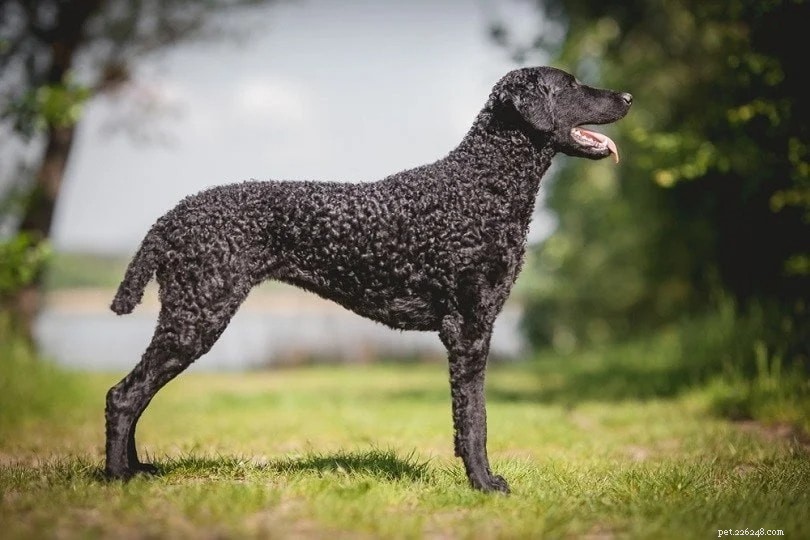 Top 15 Water‑Loving Dog Breeds for Swimming Enthusiasts