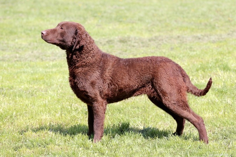 Top 15 Water‑Loving Dog Breeds for Swimming Enthusiasts