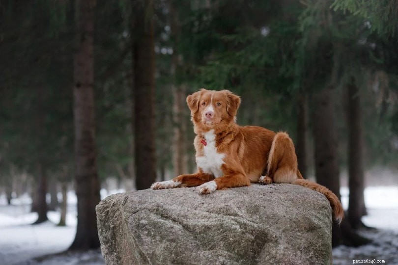 Top 15 Water‑Loving Dog Breeds for Swimming Enthusiasts