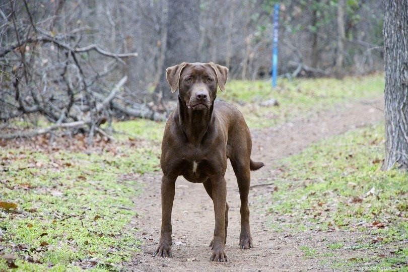 Top 15 Water‑Loving Dog Breeds for Swimming Enthusiasts
