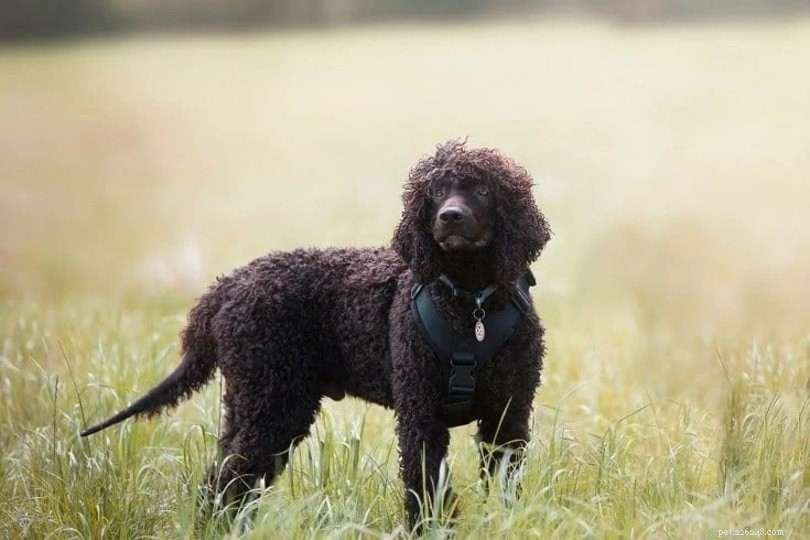 Top 15 Water‑Loving Dog Breeds for Swimming Enthusiasts