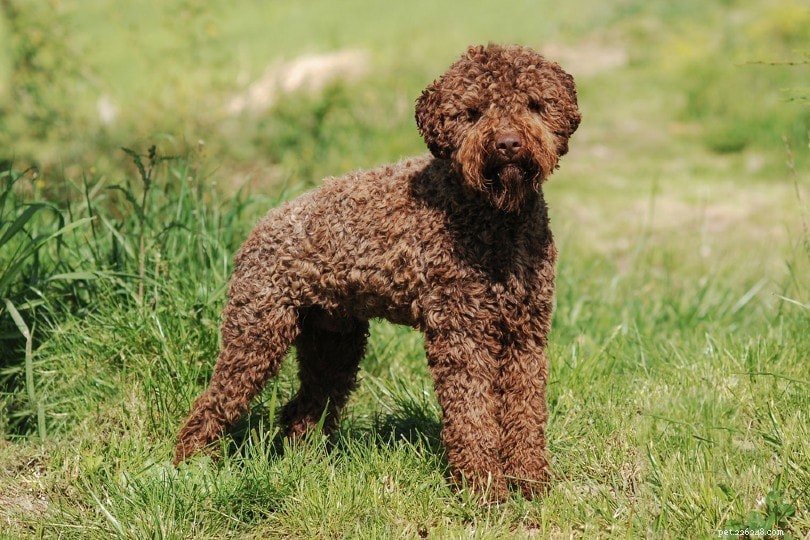 Top 15 Water‑Loving Dog Breeds for Swimming Enthusiasts