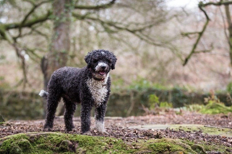 Top 15 Water‑Loving Dog Breeds for Swimming Enthusiasts