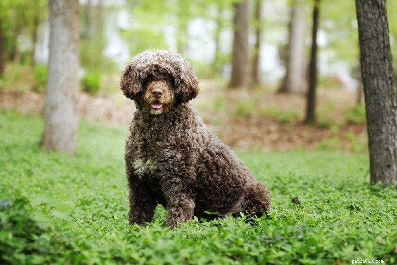 Top 15 Water‑Loving Dog Breeds for Swimming Enthusiasts